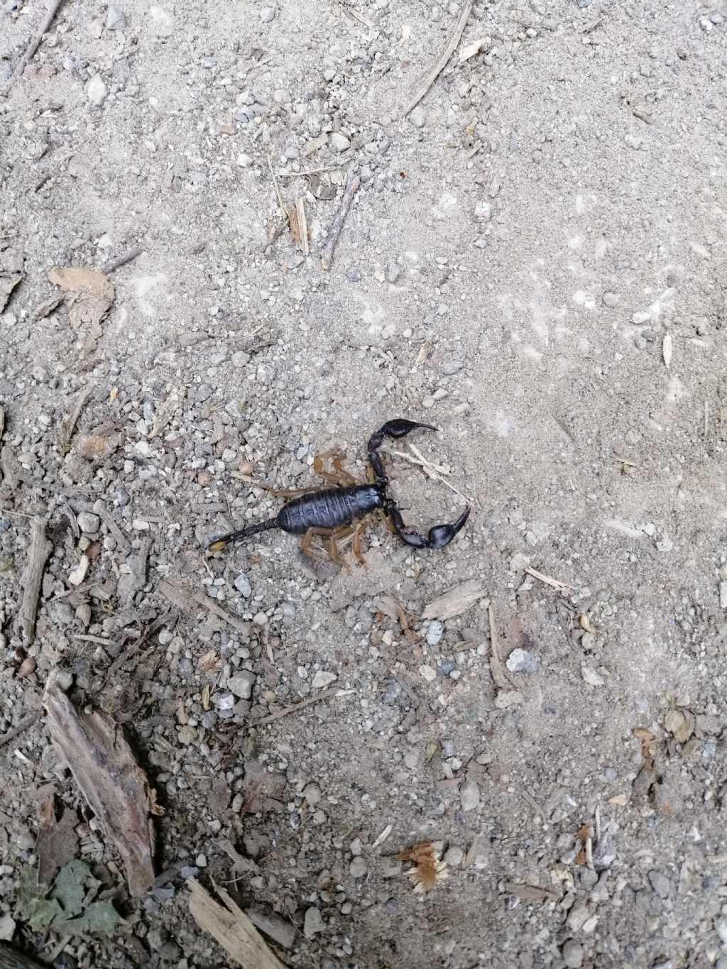 Euscorpius flavicaudis da Bosco degli Astroni, Napoli